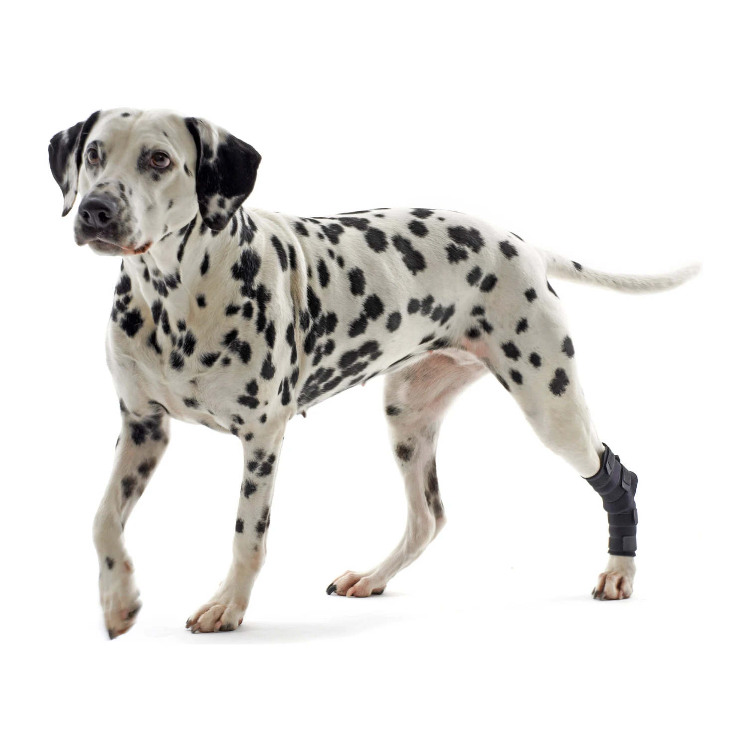 Kruuse Rehab Hakbeschermer - Afbeelding 4