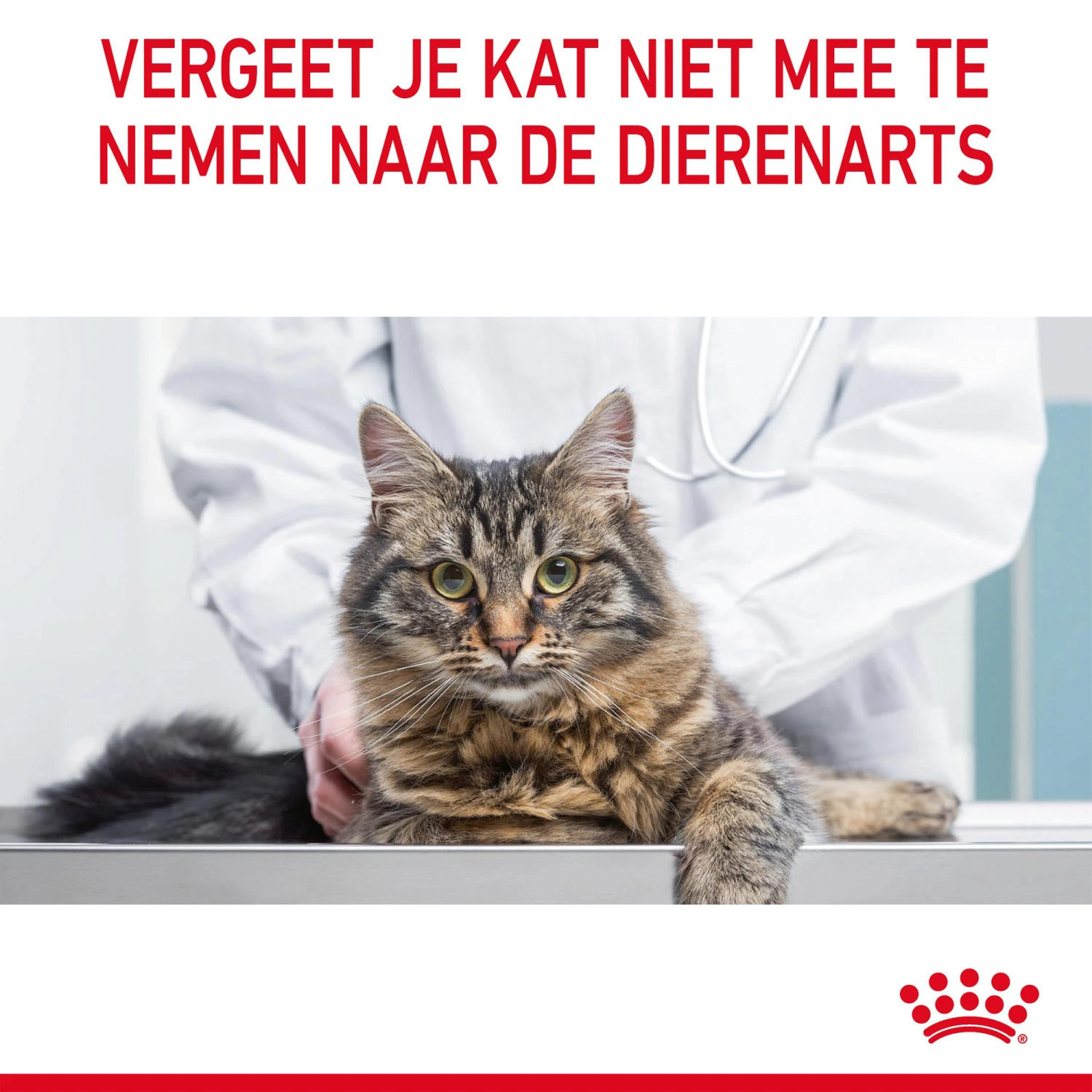Royal Canin Hair & Skin In Jelly - Kattenvoer - Afbeelding 12