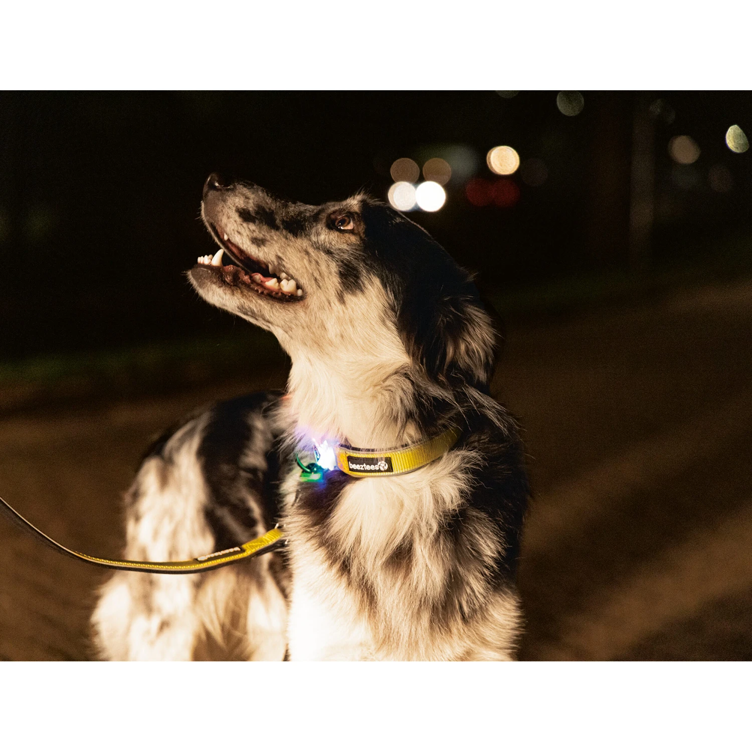 Beeztees Safety Gear Parinca Premium Halsband - Afbeelding 11