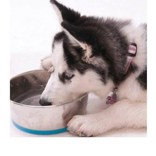 Rogz Slurp Bowlz - Afbeelding 10