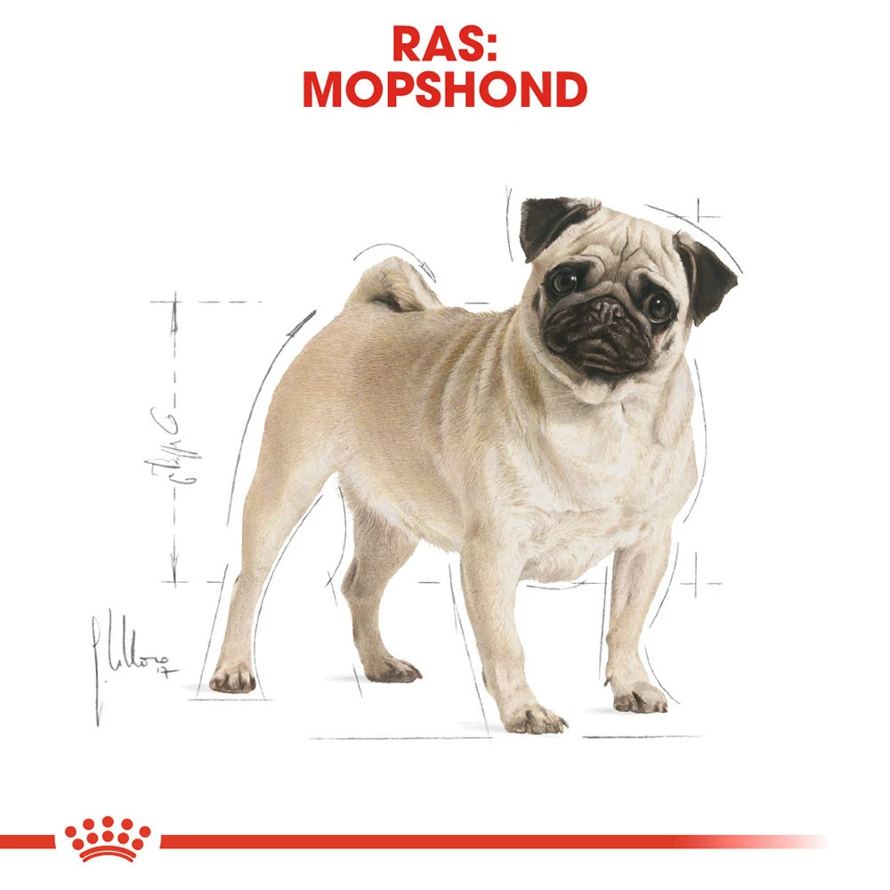 Royal Canin Pug Adult - Hondenvoer - Afbeelding 7